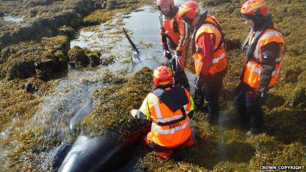 Whales rescue effort