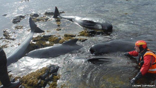 Whales rescue effort