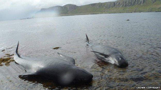 Whales rescue effort