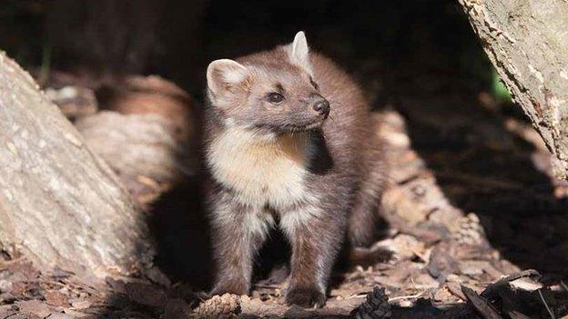 Pine marten