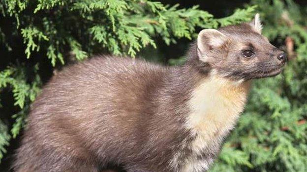 Pine marten