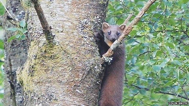 Pine marten