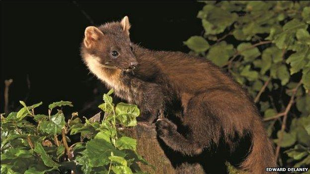 Pine marten