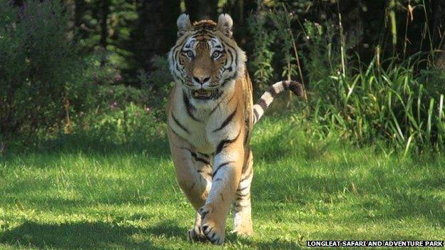 Turlough the tiger at Longleat Safari and Adventure Park