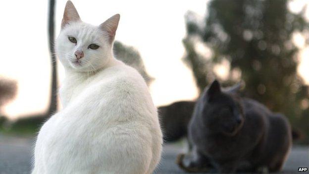 A white cat looking at the camera with other cats sitting behind