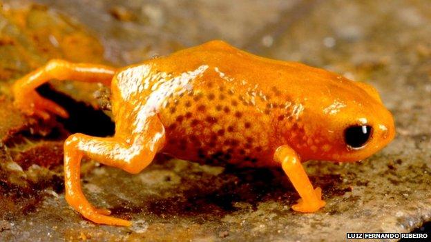 New species of frog discovered