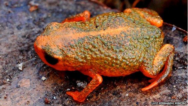 New species of frog discovered