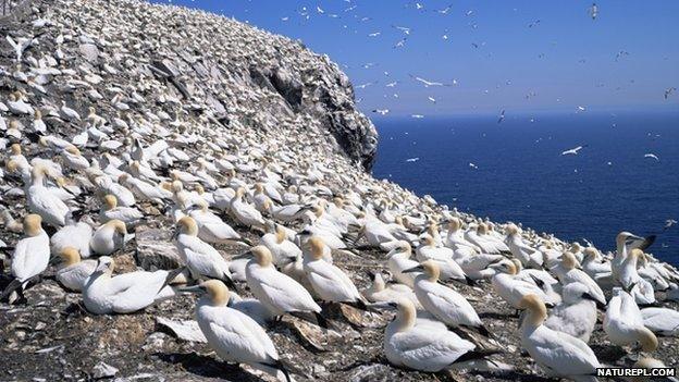 Bass Rock, Berwick