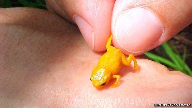 New species of frog discovered