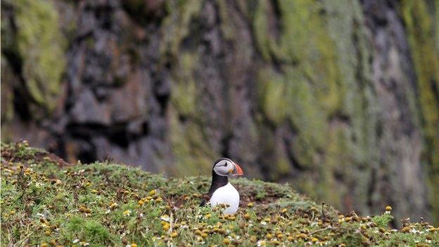 Skomer, Pembrokeshire