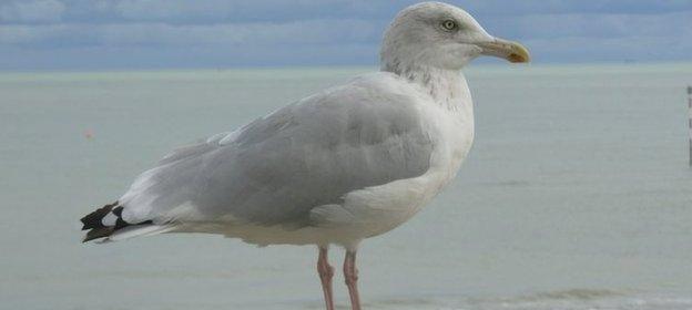 Seagull