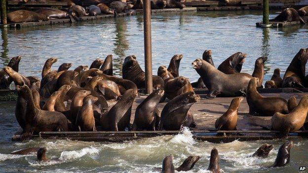 Sea lions in Astoria on 4 June 2015