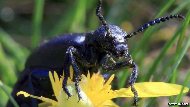 An oil beetle feeding on a flower