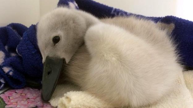 Cygnet