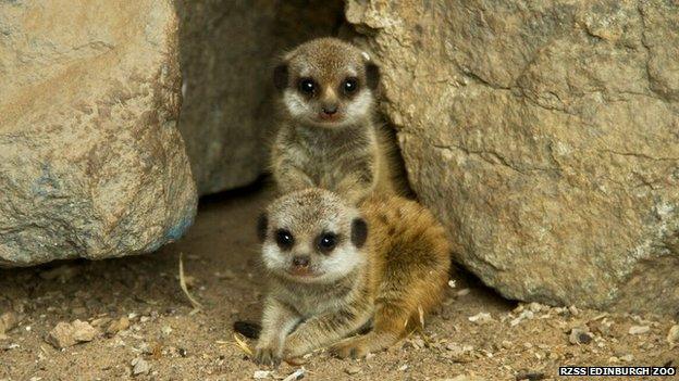 five baby meerkat pups playing