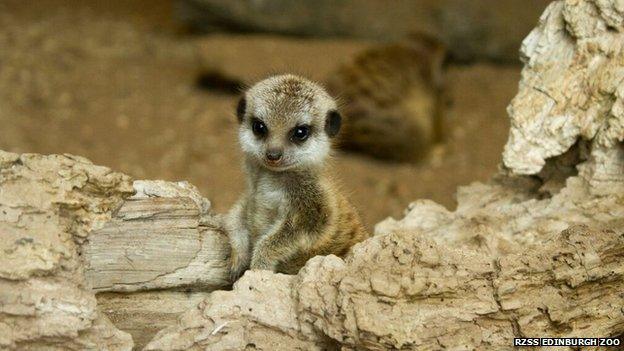 five baby meerkat pups playing