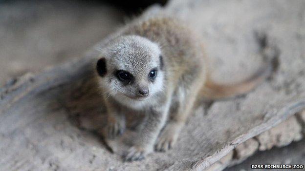 five baby meerkat pups playing