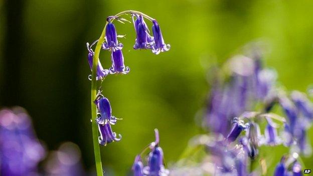 Bluebells