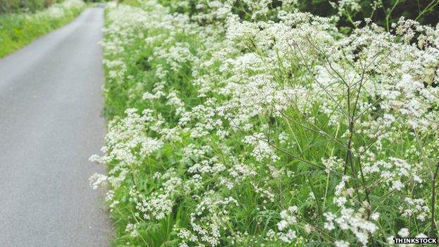 Cow parsley