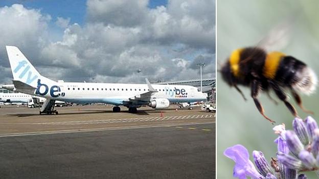 Flybe plane and a bee