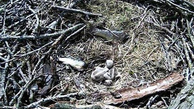 Osprey nest