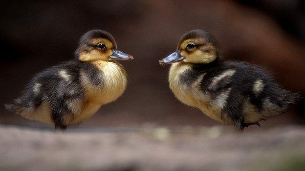 Two ducklings