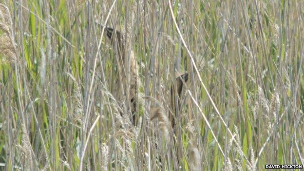 Bittern chicks