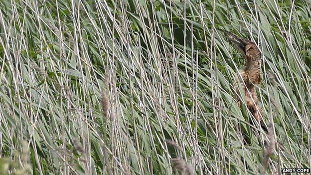 Young bittern at Attenborough Nature Reserve