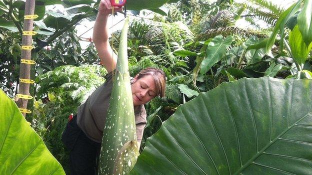 Horticulturist measures plant