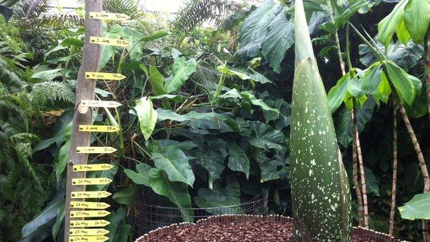 Plant in glasshouse