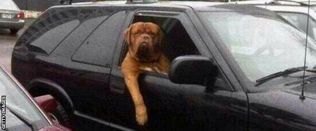 A dog looks out of a car window