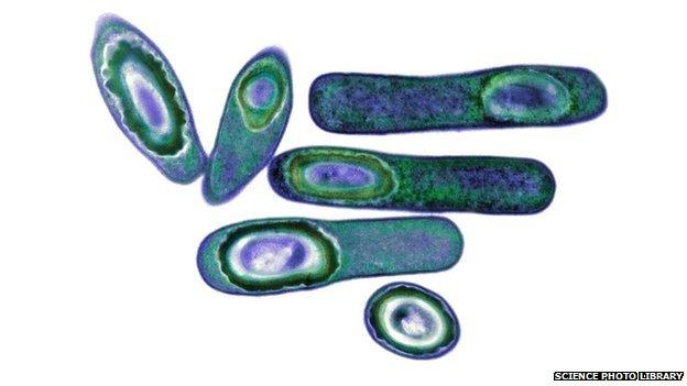 Clostridium difficile spores