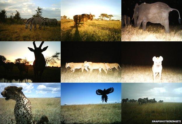 SnapshotSerengeti