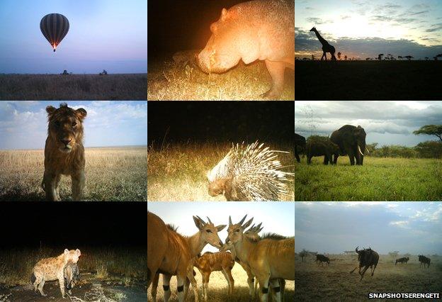 SnapshotSerengeti