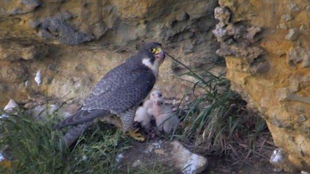 Sutton Bank peregrine falcon and chicks