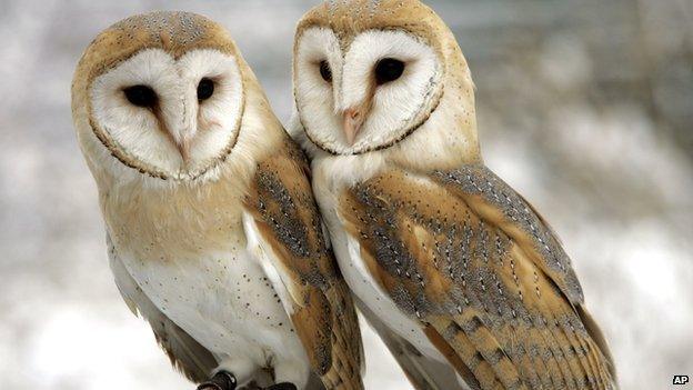 Two barn owls