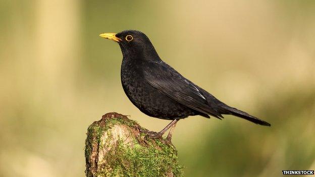 Blackbird