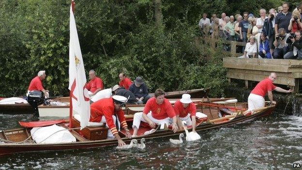 Swan Upping