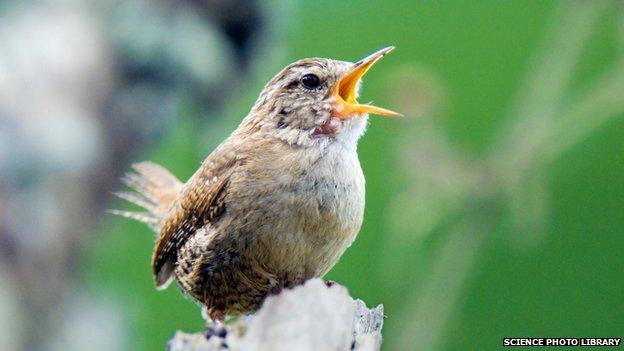 Wren