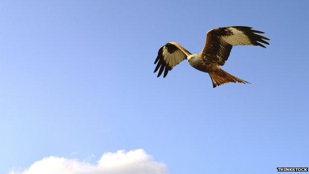 red kite