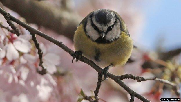 A bluetit in London