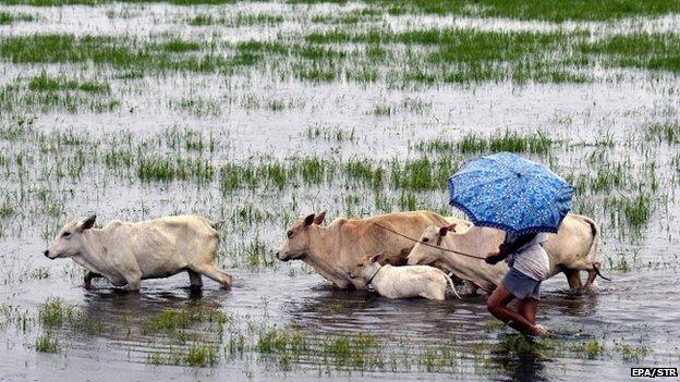 An Indian villager takes his cows to a safe place through flood waters in Morigaon district of Assam