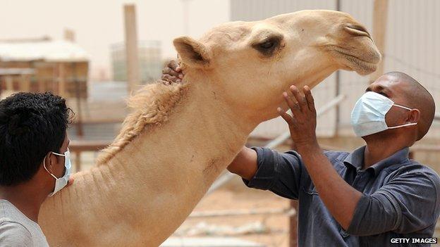 Camel being inspected