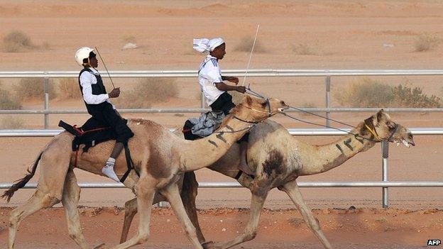 Camel racing