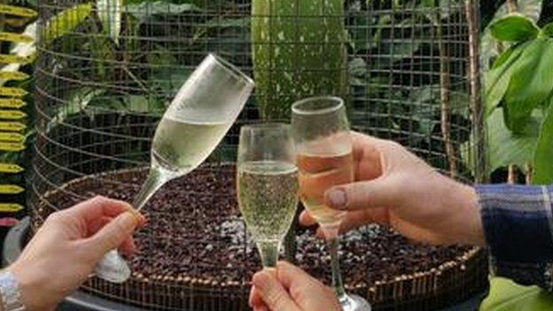 Horticulturists toast Titan Arum