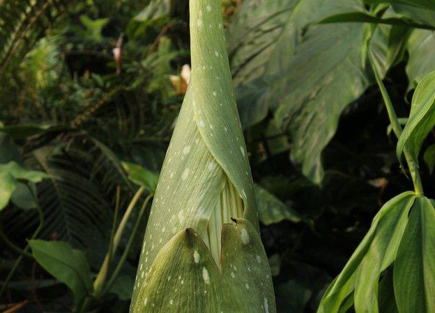 Bud unfurled to show flower