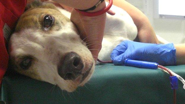 Dog giving blood