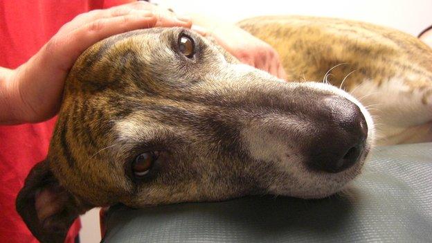 Dog giving blood