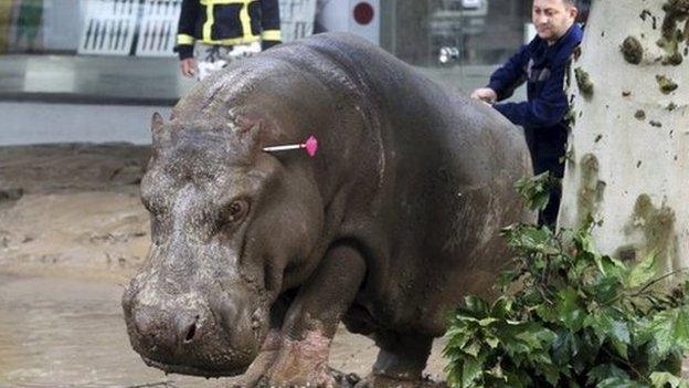 A man directs a hippopotamus after it was shot with a tranquilizer dart on a flooded street in Tbilisi, Georgia on 14 June 2015