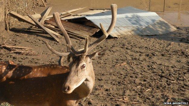 Deer in Tbilisi zoo (June 2015)